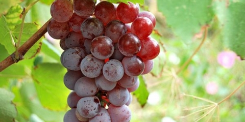 Opis sorte grožđa lydia, njene prednosti i štete